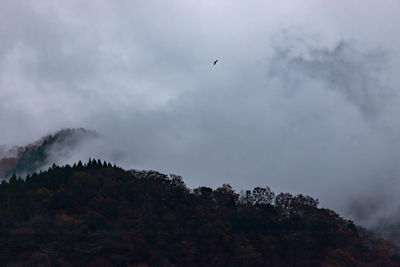 Low angle view of bird flying in sky