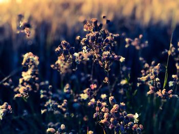 Close-up of flowering plants on field