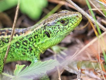 Close-up of sand lizard