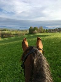 Horse in a field