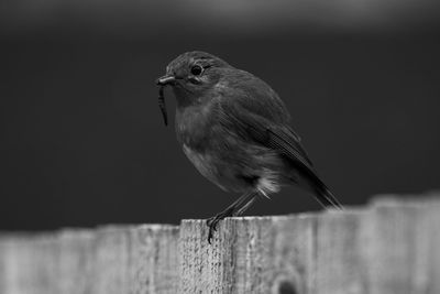 Close-up of robin perching on wooden fence