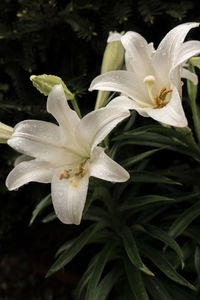 Close-up of day lily blooming outdoors