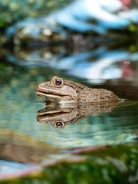 Close-up of frog swimming in lake