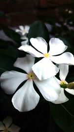 Close-up of frangipani blooming outdoors