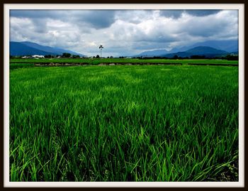 Scenic view of grassy field against cloudy sky