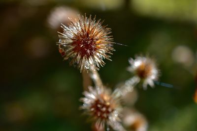 Close-up of dandelion blooming outdoors