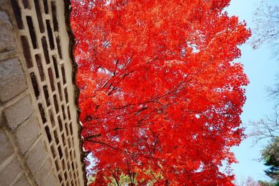 Close-up of red leaves