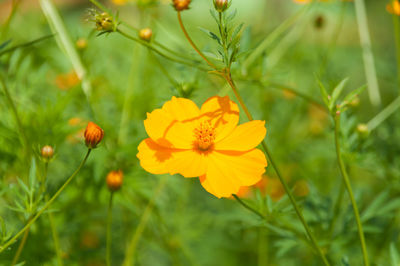 Close-up of yellow poppy flowers blooming outdoors