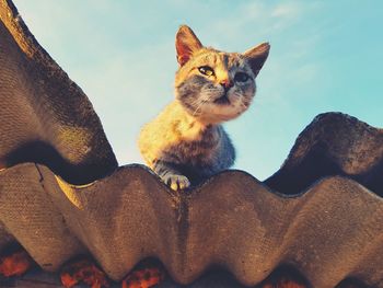 Cat sitting on rock