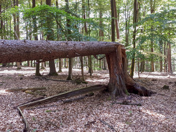 Trees growing in forest