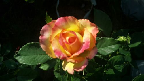 Close-up of pink flower blooming outdoors