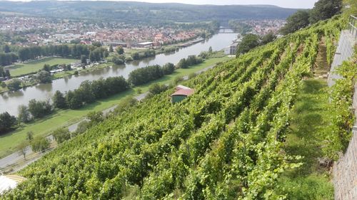 Hike on the franconian red wine trail near erlenbach past vineyards and the river main