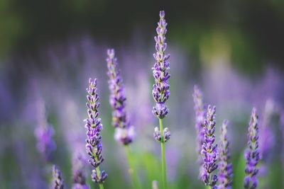 Close-up of purple flowering plant against blurred background