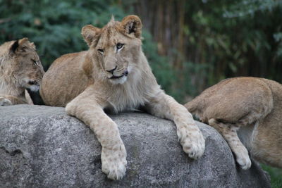 View of young lion relaxing on rock