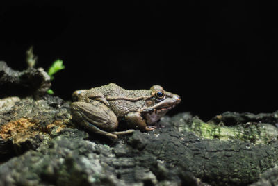 Close-up of frog on rock