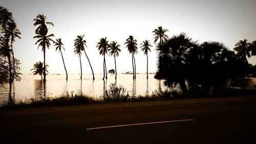 Silhouette of palm trees at sunset