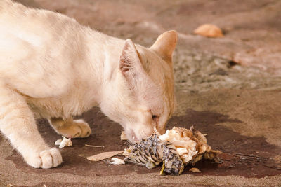 Close-up of dead animal eating