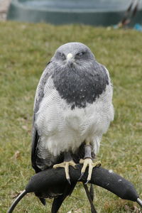 Close-up of bird on grass