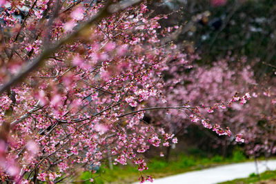 Close-up of cherry blossom tree