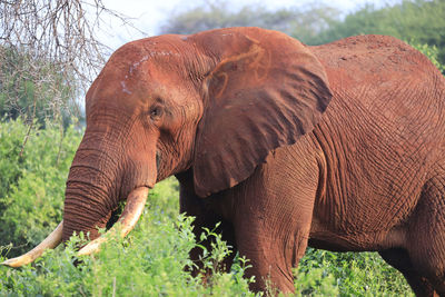 Elephants with red skin because of dust in tsavo east nationalpark, kenya, africa