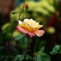 Close-up of pink flower