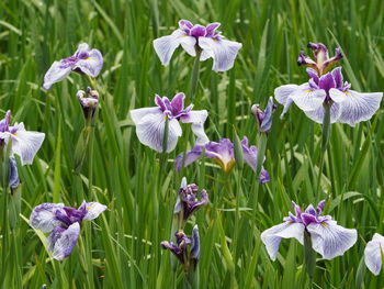 Close-up of purple flowering plants on field