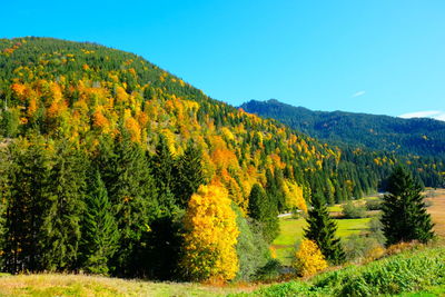 Scenic view of pine trees in forest against sky