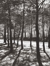 Trees in forest