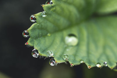 Close-up of raindrops on leaf