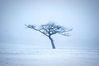 Bare trees on snow covered field