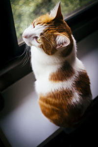 High angle view of cat on window sill at home