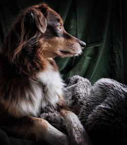 Close-up of dog sitting