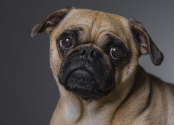 Close-up portrait of a dog