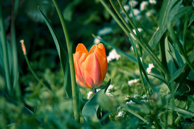 Close-up of orange poppy blooming on field