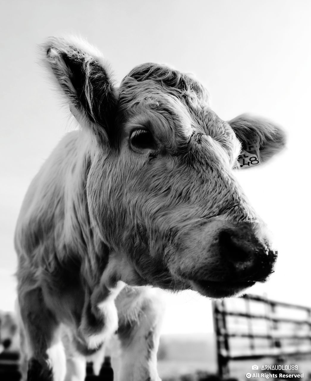 mammal, animal, animal themes, domestic animals, domestic, vertebrate, livestock, pets, one animal, close-up, no people, animal body part, animal head, cattle, cow, portrait, looking, day, focus on foreground, outdoors, herbivorous, animal eye