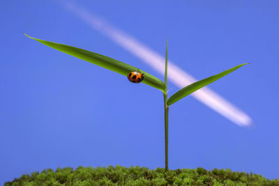 Green plant on field against blue sky