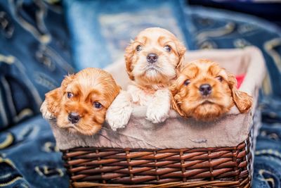 Portrait of a dog in basket