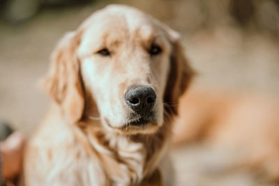 Portrait of dog sticking out tongue outdoors