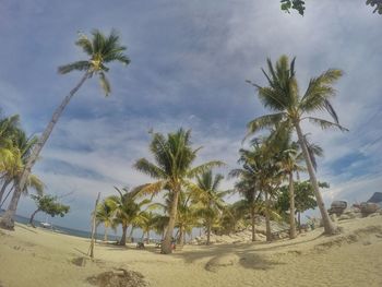 Low angle view of palm trees on beach against sky