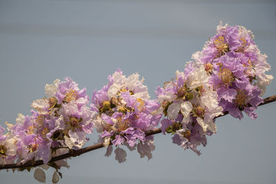 Low angle view of cherry blossoms on tree