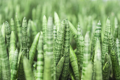 Close-up of cactus plant