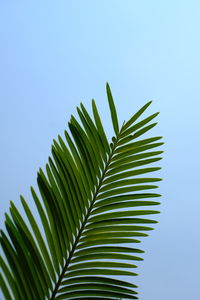 Low angle view of palm tree leaves against sky