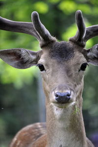 Close-up portrait of deer