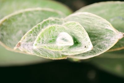 Close-up of heart shape leaf