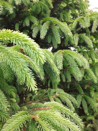 Close-up of pine tree