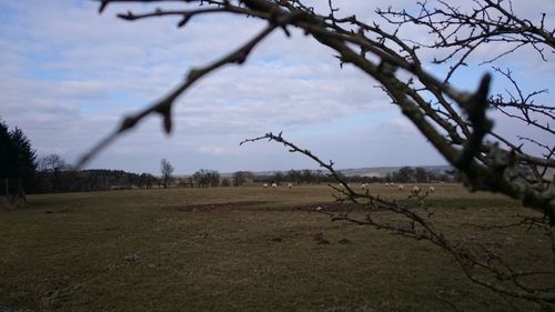 Bare trees on field