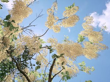 Low angle view of tree against sky