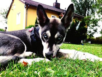 Portrait of dog on grass against sky