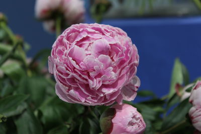 Close-up of pink rose