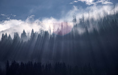 Silhouette trees against sky in forest